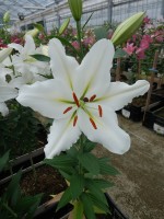 [4258 Silverio No02.JPG]